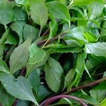 Cây bầu đất tím Satoso - Ảnh 2