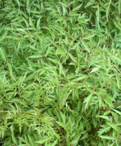 Lá Đinh Lăng Túi Lọc Thương Hiệu SATOSO - Ảnh 4
