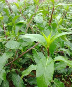 Cây bầu đất tím Satoso - Ảnh 3