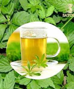 Giảo Cổ Lam Khô Túi Lọc SATOSO - Ảnh 4