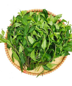 Cây bầu đất tím Satoso - Ảnh 4