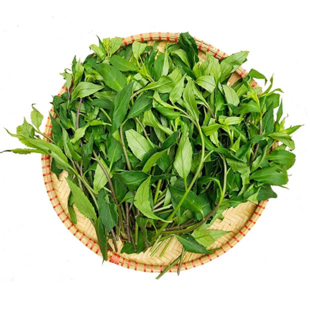 Cây bầu đất tím Satoso - Ảnh 4