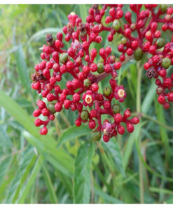 Cây gối hạc khô SATOSO - Ảnh 6