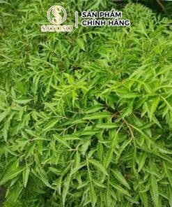 Lá Đinh Lăng Túi Lọc Thương Hiệu SATOSO