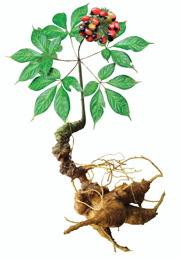 Khám Phá Kho Báu Dược Liệu Quý: Bí Quyết Chăm Sóc Sức Khỏe Toàn Diện Cùng Satoso