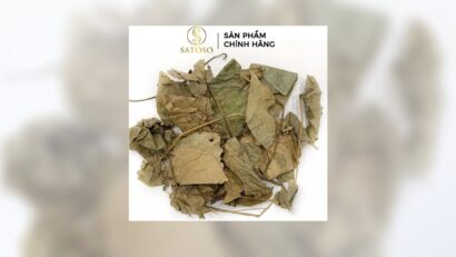 Tác dụng của lá vông nem khô trong việc cải thiện giấc ngủ tự nhiên