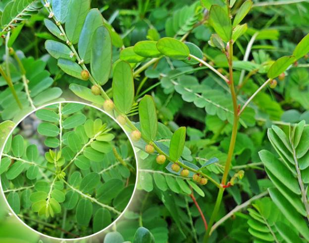 Triệu chứng ban đầu dễ bỏ qua