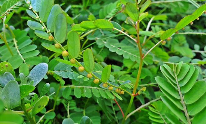 Hướng dẫn cách phối hợp thảo dược để giải độc cơ thể sau những ngày làm việc mệt mỏi