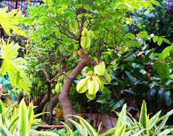 Khám Phá Cây Khế Chua Sấy Khô SATOSO: Thảo Mộc Tự Nhiên Cho Sức Khỏe