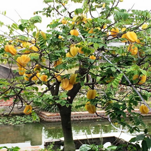 Cách Sử Dụng Cây Khế Chua Sấy Khô Hiệu Quả Nhất