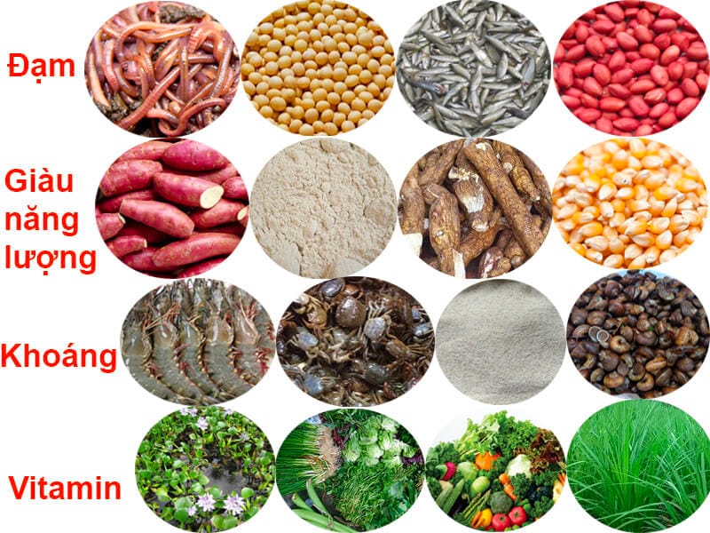 Cách Tích Hợp Thảo Dược Vào Bữa Ăn Hàng Ngày