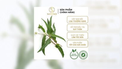 Cây Nhọ Nồi Thượng Hạng: Bí Quyết Thảo Mộc Tự Nhiên Cho Sức Khỏe