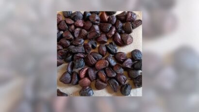 Hạt dổi khô thương hiệu SATOSO: Bí quyết tạo nên hương vị núi rừng