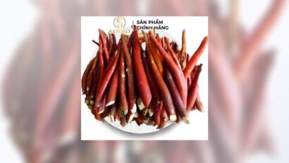 Tác dụng của Sâm Cau Đỏ với sức khỏe và cách sử dụng hiệu quả