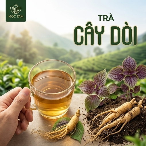 Trà Cây Dòi Mộc Tâm - Ảnh 3